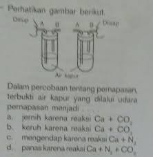Sedangkan pada air suling ditiup tidak mengalami warna kapur yang keruh itulah yang menjadi bukti nyata hasil dari endapan reaksi air kapur dengan karbondioksida. Dalam Percobaan Tentang Pernapasan Terbukti Air Kapur Yang Dilalui Udara Pernapasan Brainly Co Id