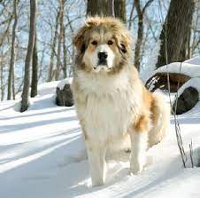 Feel free to browse hundreds of active classified puppy for sale listings, from dog breeders in pa and the surrounding areas. Handsome Dog Breed Info Mountain Dogs Dog Mixes