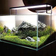 Aquascaper 600 Iwagumi With Flappinganimal Full Video Coming Soon Theaquascaper Iwagumi Aquarium Aqua Planted Aquarium Aquascape Aquarium Aquascape