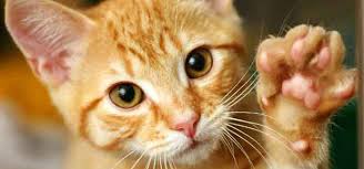 Résultat de recherche d'images pour "photo de chat"