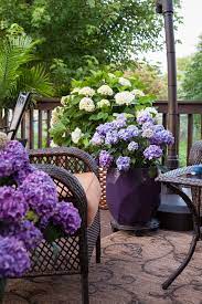 Visit Our Website For Container Planting Ideas And Inspiration Endlesssummerhydrangeas Hydrangeas Gardening Flowers Plants Patio Plants Container Plants