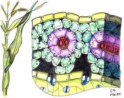Some of the worksheets for this concept are flower anatomy activity, leaf anatomy, leaf anatomy coloring answer key, understanding leaf anatomy and morphology, plainfield east high school, plant. The Light Independent Reactions Of Photosynthesis Boundless Biology