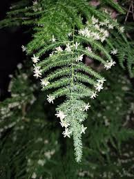 Image result for Asparagus setaceus