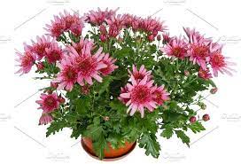 Pink Chrysanthemum Flowers Chrysanthemum Plant Chrysanthemum Flower Flowers