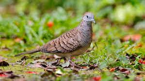 Perkutut lokal memiliki ciri khas ekor yang panjang, semakin panjang ekornya, maka perkutut tersebut memiliki kualitas yang bagus. 7 Ciri Burung Perkutut Bagus Dan Jenisnya Rumah Com