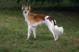 News about litters of silken windhounds or future planned breedings of our silken windhounds. Silken Windhound Breed Guide Learn About The Silken Windhound