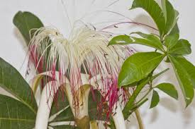 Image result for pachira obrázek