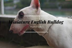 Cambridge english vocabulary in use advanced. Miniature English Bulldog Facts Temperament Puppies Dog Dwell