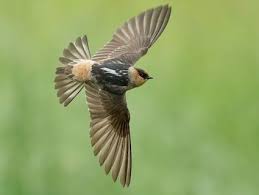 Birds That Make Mud Nests Under Bridges Cave Swallow Bird Life List Ornithology Birds