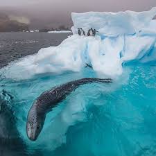 232 3k Likes 801 Comments National Geographic Natgeo On Instagram Photograph By Paulnicklen Taken While On Assi Leopard Seal Polar Animals Antarctica