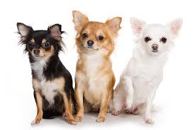 Jul 15, 2021 · the cost to buy a chihuahua varies greatly and depends on many factors such as the breeders' location, reputation, litter size, lineage of the puppy, breed popularity (supply and demand), training, socialization efforts, breed lines and much more. Chihuahua Dog Breed Information