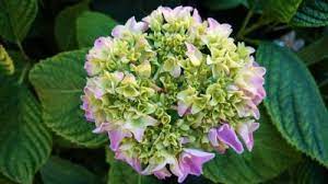 Zone 5 Hydrangeas Growing Hydrangeas In Zone 5 Gardens Growing Hydrangeas Flower Garden Plans Garden Care