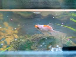 Check spelling or type a new query. How Often To Feed Goldfish A Feeding Guide For Owners