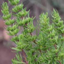 Image result for Anthospermum vallicola
