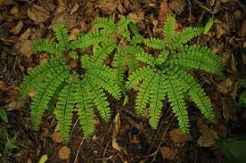 Image result for Adiantum vogelii