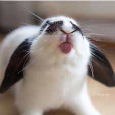 Bunny Licks Glass What To Expect When Living With A Bunny Instabunny Accounts To Follow Everything You Need In 2020 Cute Baby Animals Cute Baby Bunnies Baby Animals