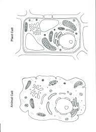 Maybe you would like to learn more about one of these? Cell 6 Animal And Plant Cell Quiz Plant And Animal Cell Color Worksheet Plant And Animal Cells Animal Cell Animal Cells Worksheet