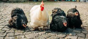 Backyard chooks are a welcome addition to any garden. Backyard Poultry Pakistan 66 Photos Pet Service Mardan Vic 3953 Australia Mardan Vic Australia 3953