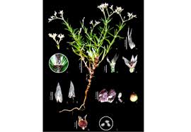 Image result for Polycarpaea