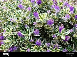 Image result for shrubby veronica hebe