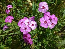Maybe you would like to learn more about one of these? Annual Garden Phlox In Florida Real Estate Chronicleonline Com