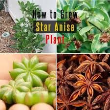 In This Article Learn How To Grow Star Anise Plant Star Anise Is Used In Asian Cuisines And Can Be Grown Easily In Subtrop Medicinal Plants Plants Apple Plant
