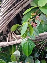 Image result for Agelaea pentagyna