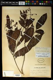 Image result for Rhabdophyllum arnoldianum