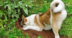 His name was hopper and he was a rabbit. Why Dogs Bury Things Cesar S Way