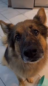 beastman5122 (@furry82959759)  Posts  X