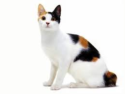 Cat Japanese Bobtail Sitting Actual Picture Is Approx Etsy In 2021 Bobtail Cat Rare Cats Cat Breeds