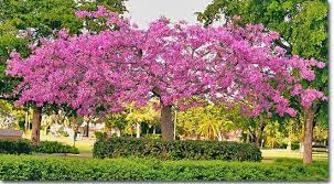 Tropical Designs Of Florida Flowering Trees Trees To Plant Tropical Tree