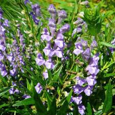 Image result for Kotschya capitulifera