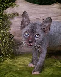 5 / 5 14 мнений. Meet The Lykoi An Odd New Breed Of Werewolf Cats