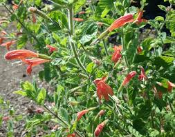 Image result for Clinopodium simense