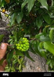 Image result for Huberantha