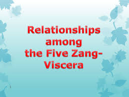 The five viscera score (fvs) is a diagnostic scale for traditional chinese medicine (tcm). 1 Relationships Among The Viscera Heart And Lung Heart And Spleen Heart And Liver Heart And Kidney Lung And Spleen Lung And Liver Ppt Download