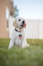 Top rated good dog food for labs. How Much To Feed A Lab Puppy 2020 Labrador Food Guide