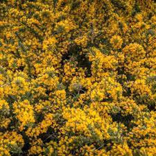 We did not find results for: Ulex Europaeus Gorse Hedging Plants