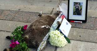 If you're not keen on the idea of having dead mice around your home, traps are available that enable you to catch. People In Toronto Made Memorial For Dead Raccoon After City Forgot To Pick It Up For 12 Hrs Bored Panda