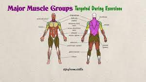 Major Muscle Groups Of The Human Body Targeted During Exercises Youtube Major Muscles Muscle Groups Human Body