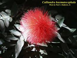 Image result for Calliandra haematocephala