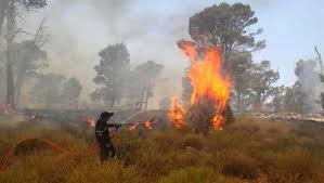 Quelles solutions pour une prévention efficace ? Tizi Ouzou Declaration De 18 Incendies En Une Journee Algerie Eco