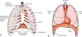The body cavities and membranes review for anatomy and physiology class or nursing school. Thoracic Viscera Radiology Key