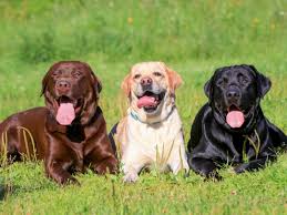 Hamilton, holland, flint, grand rapids, detroit, paw. Labrador Retrievers 8 Fun Facts About These Adored Adaptable Dogs