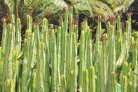 Cactus has over 1700 species which most of them are native to the americas. Euphorbia Canariensis Canary Island Spurge