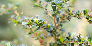 Image result for Berberis