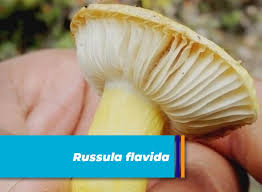 Image result for Russula flavida