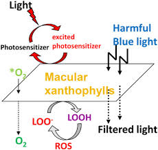 Mak loo & co is a boutique law firm founded by mak wai chin and david loo kean beng on 1 june 2006. The Macular Carotenoids A Biochemical Overview Sciencedirect