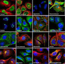 Immunostaining nucleus
